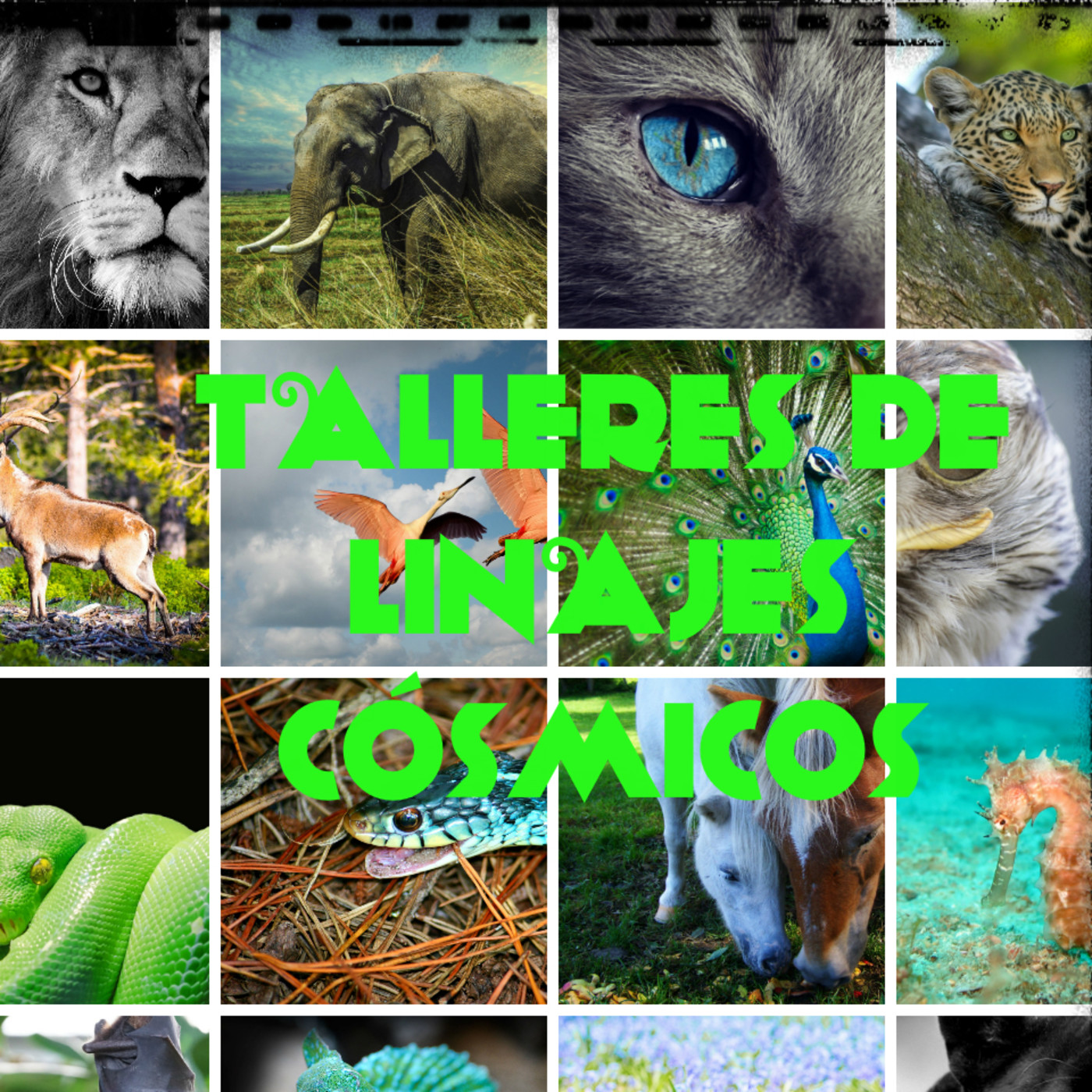 LA ESCUELA DE LA FLOR DE LIS