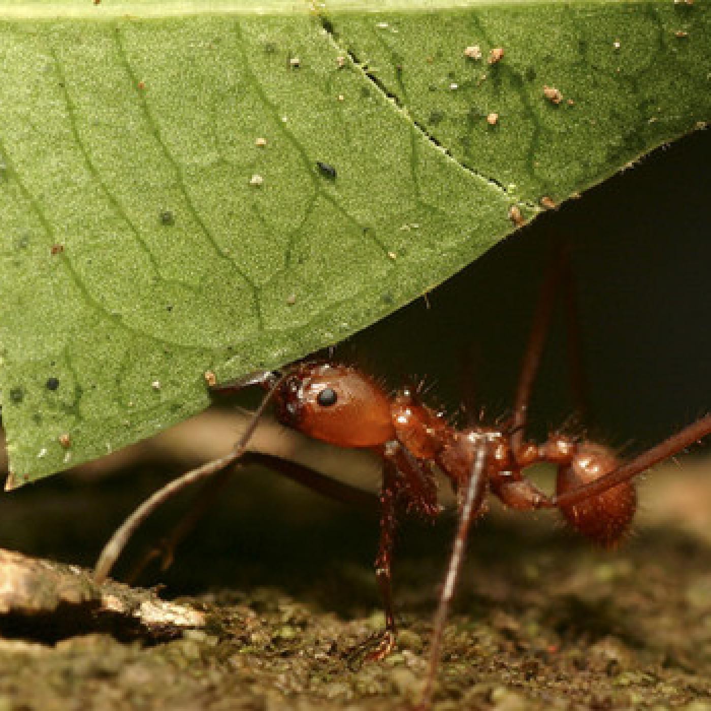 El cuello de la hormiga