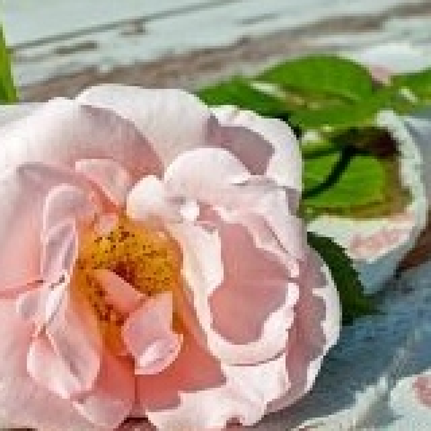 Aromas de amor