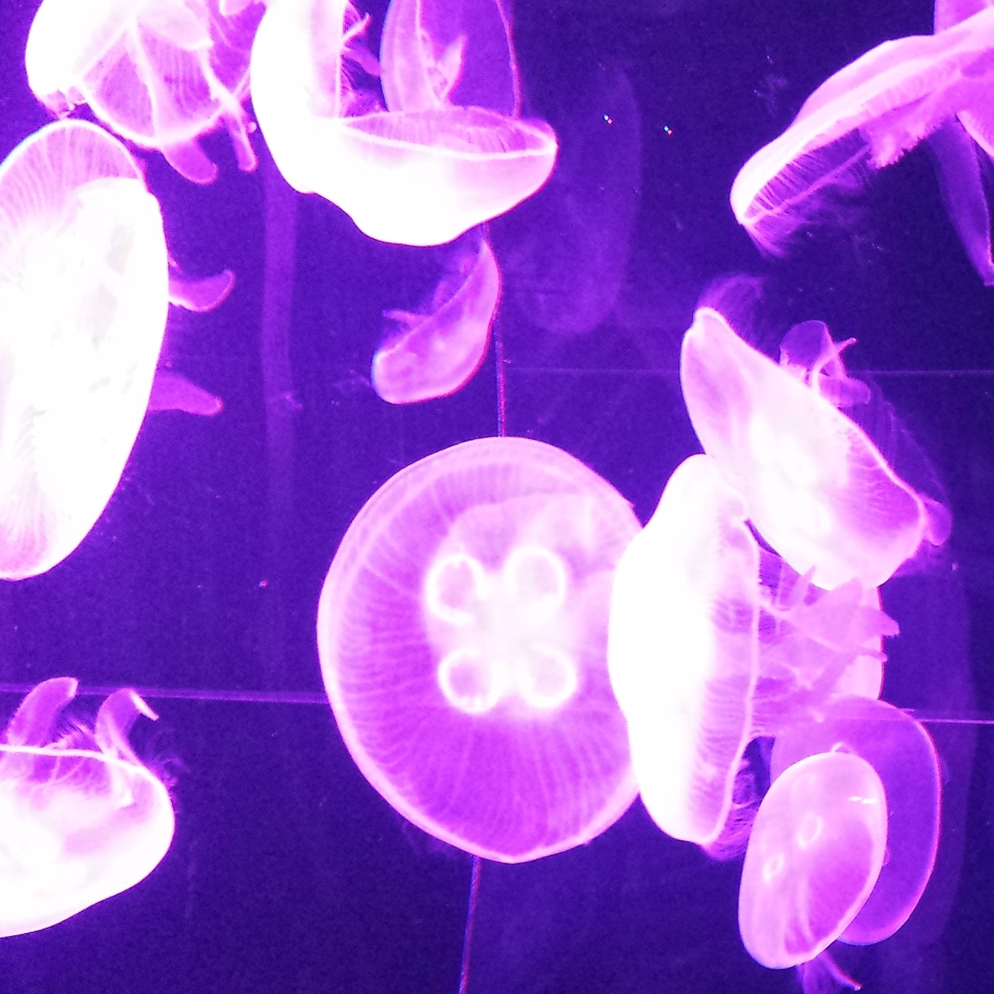 Nuestra Mente es Maravillosa