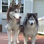 Los Perros (12)