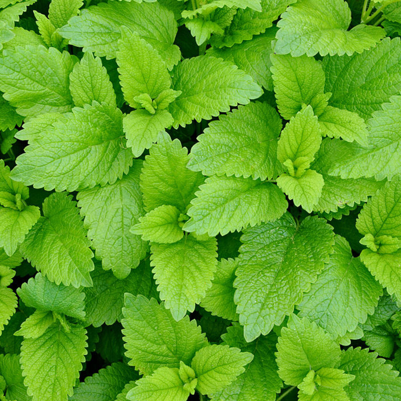 Aparici en Órbita s02e40: La fotosíntesis y el papel de la clorofila