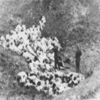 'Einsatzgruppen',La mano ejecutora de las SS de Hitler