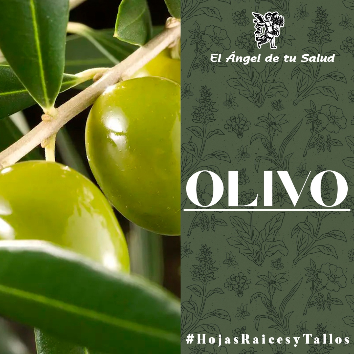 El Ángel de tu Salud - Olivo episode artwork
