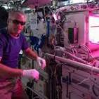 Los jardines de Marte: cultivo de plantas en el espacio-Propiedades de la papa