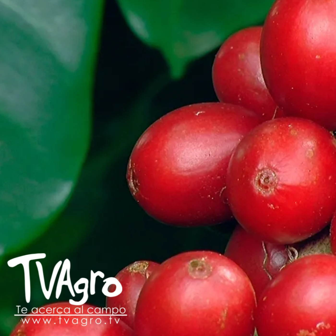 TV AGRO