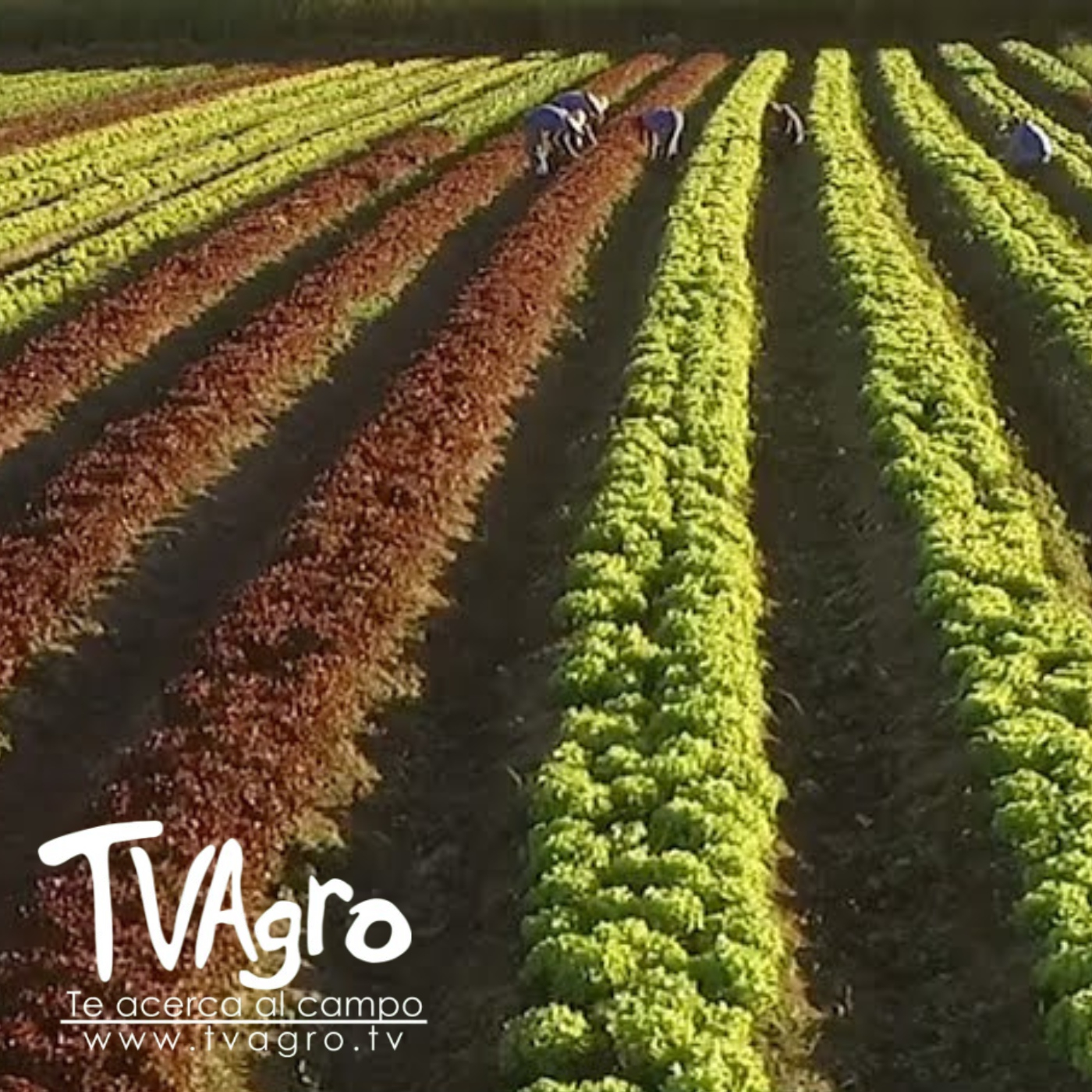Producción agrícola México - TvAgro por Juan Gonzalo Angel Restrepo — TV AGRO cover