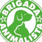 BRIGADA ANIMALISTA Y JESUS PAMPIN en tu musisca blues