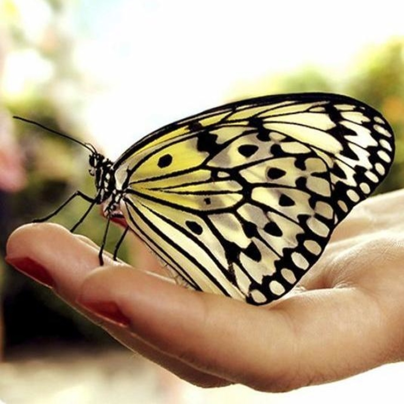 Podcast Reflexiones de Luz y Amor