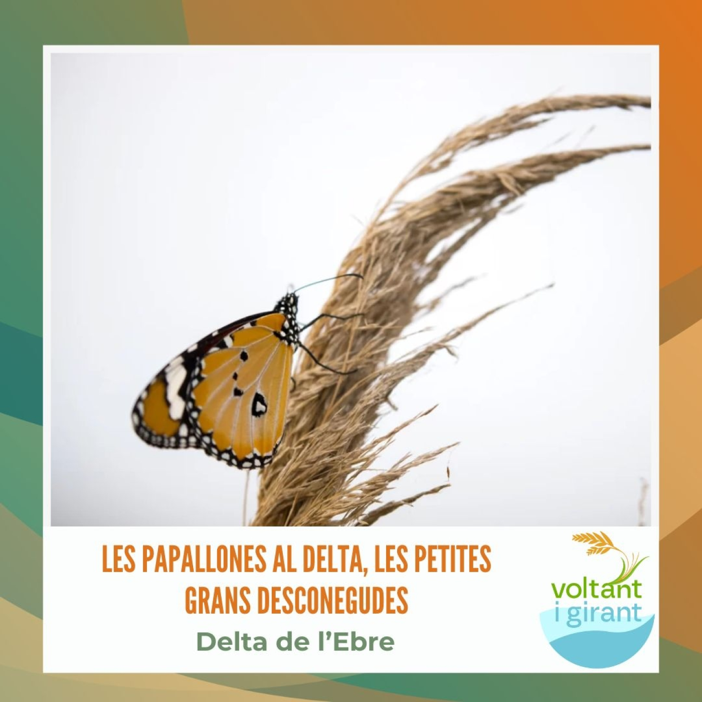 Les papallones al Delta, les petites grans desconegudes episode artwork