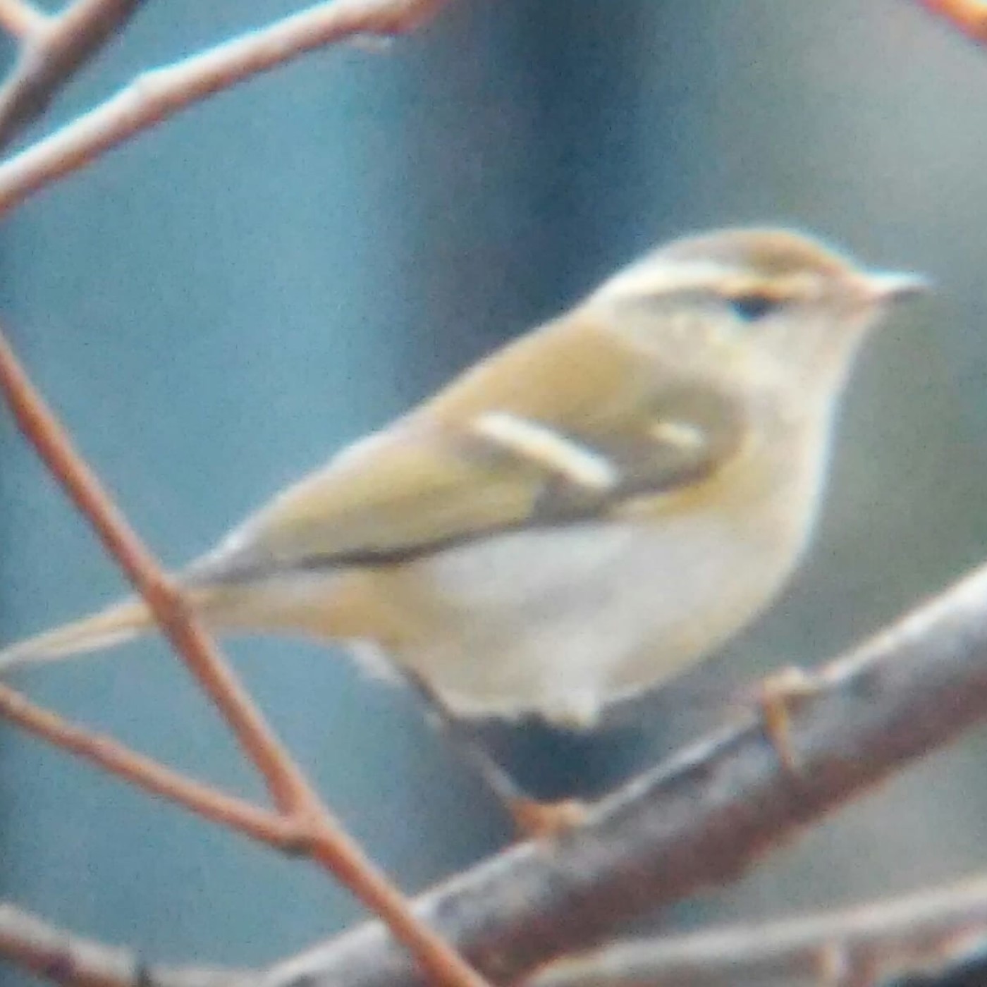 Podcast birdingleon