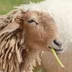 embed image