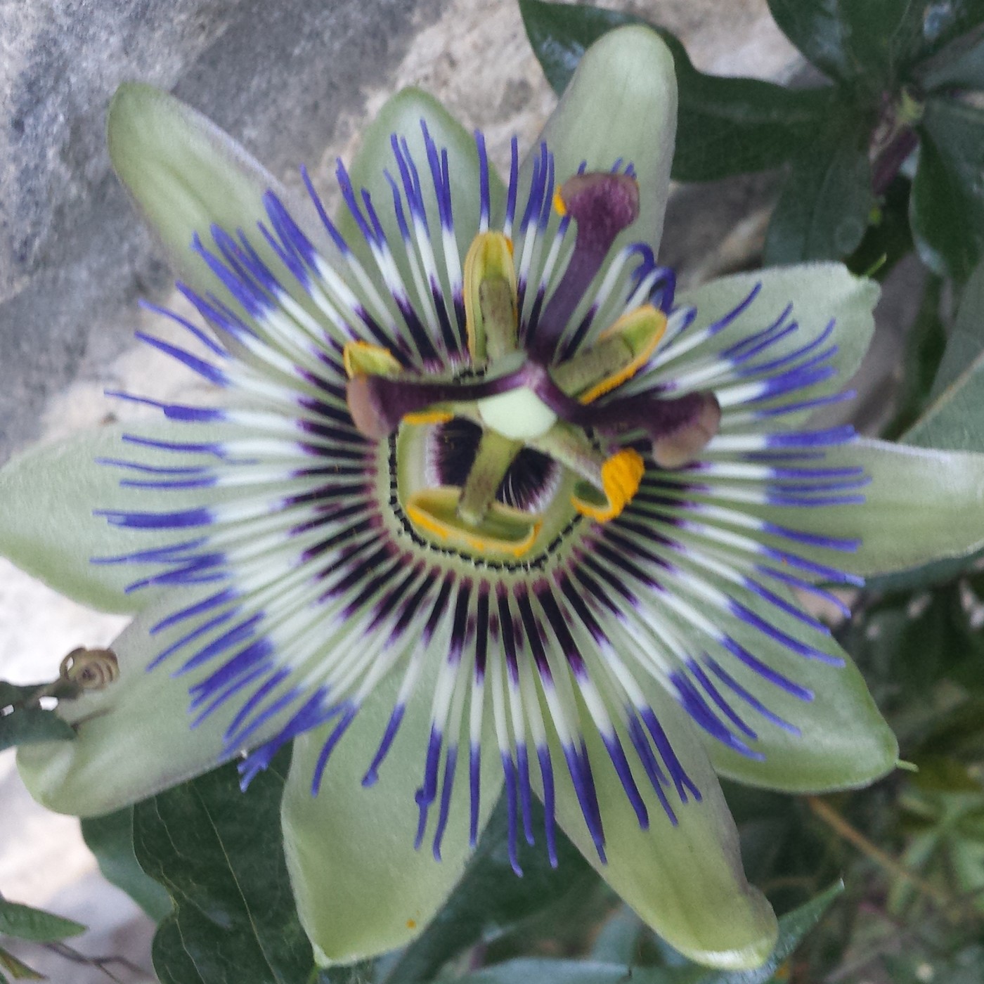 Nuestra Mente es Maravillosa