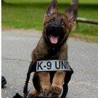 Perros de trabajo