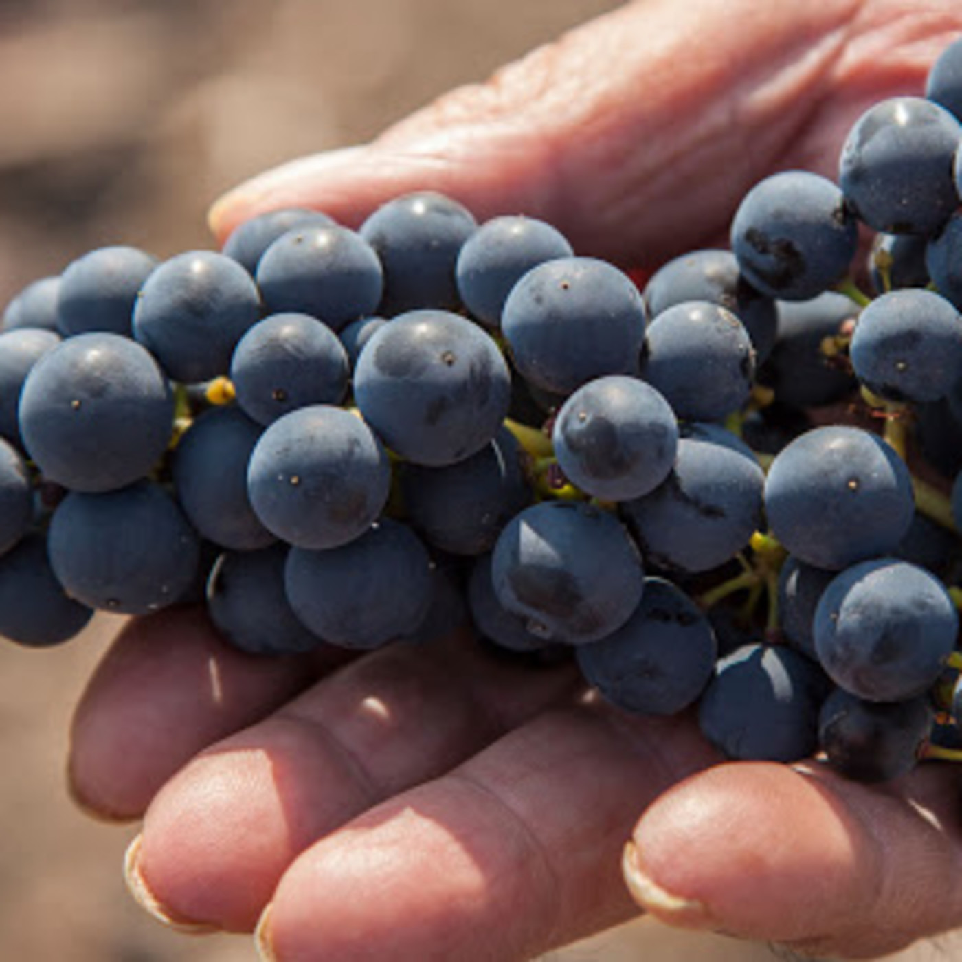 VINO PARA CAMALEONES