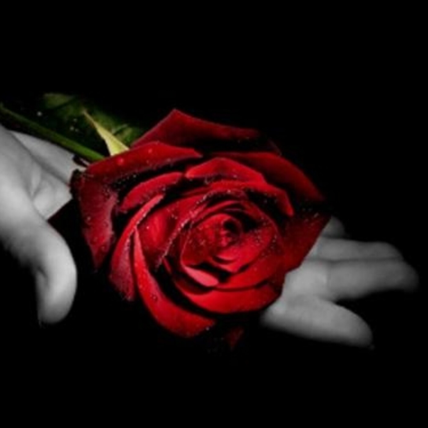 UNA ROSA ES UNA ROSA episode artwork