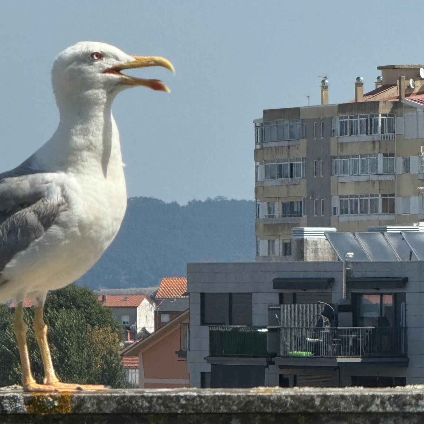 Os cantos do vagalume