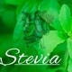 El Ángel de tu Salud - STEVIA