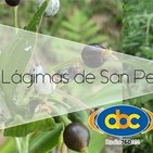 El Ángel de tu Salud - LAGRIMAS DE SAN PEDRO II