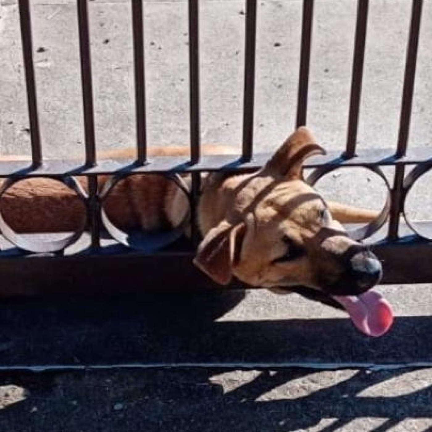"Cada vez que se abre el portón mi perro se quiere escapar: qué puedo hacer?" consulta al encantador de perros argentino episode artwork