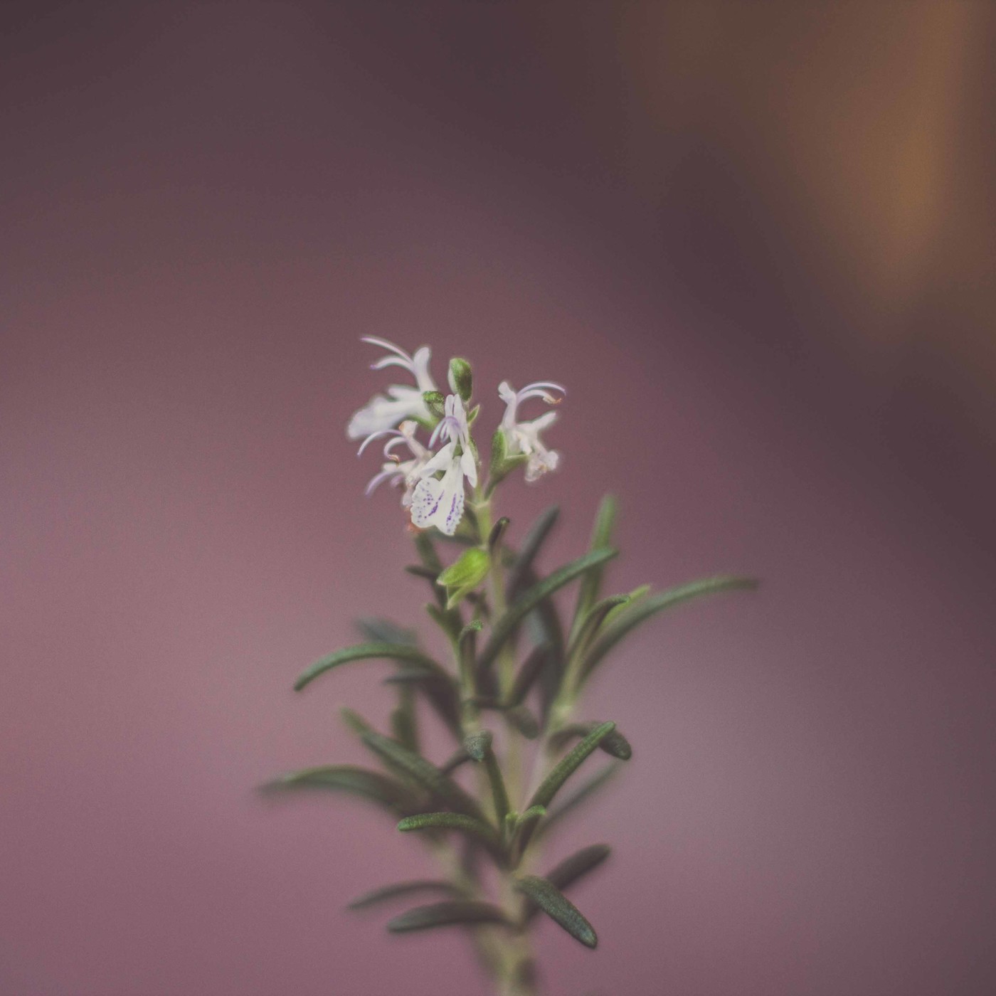Cucharadita de Luz