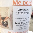 Perros perdidos colo evitarlo y que hacer en caso de que pase