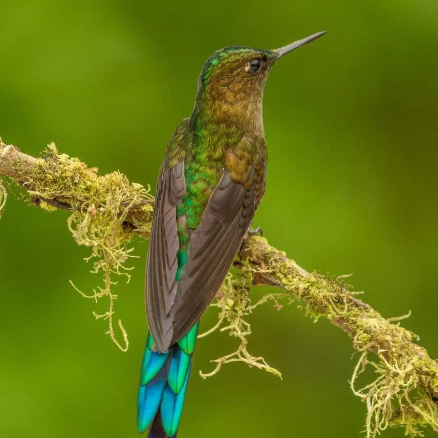 Programa 31. Aves: cantos de libertad episode artwork