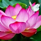 RELAX REIKI MUSICA PARA LA SANACION THE HEALING FLOW (Guna Sangah)