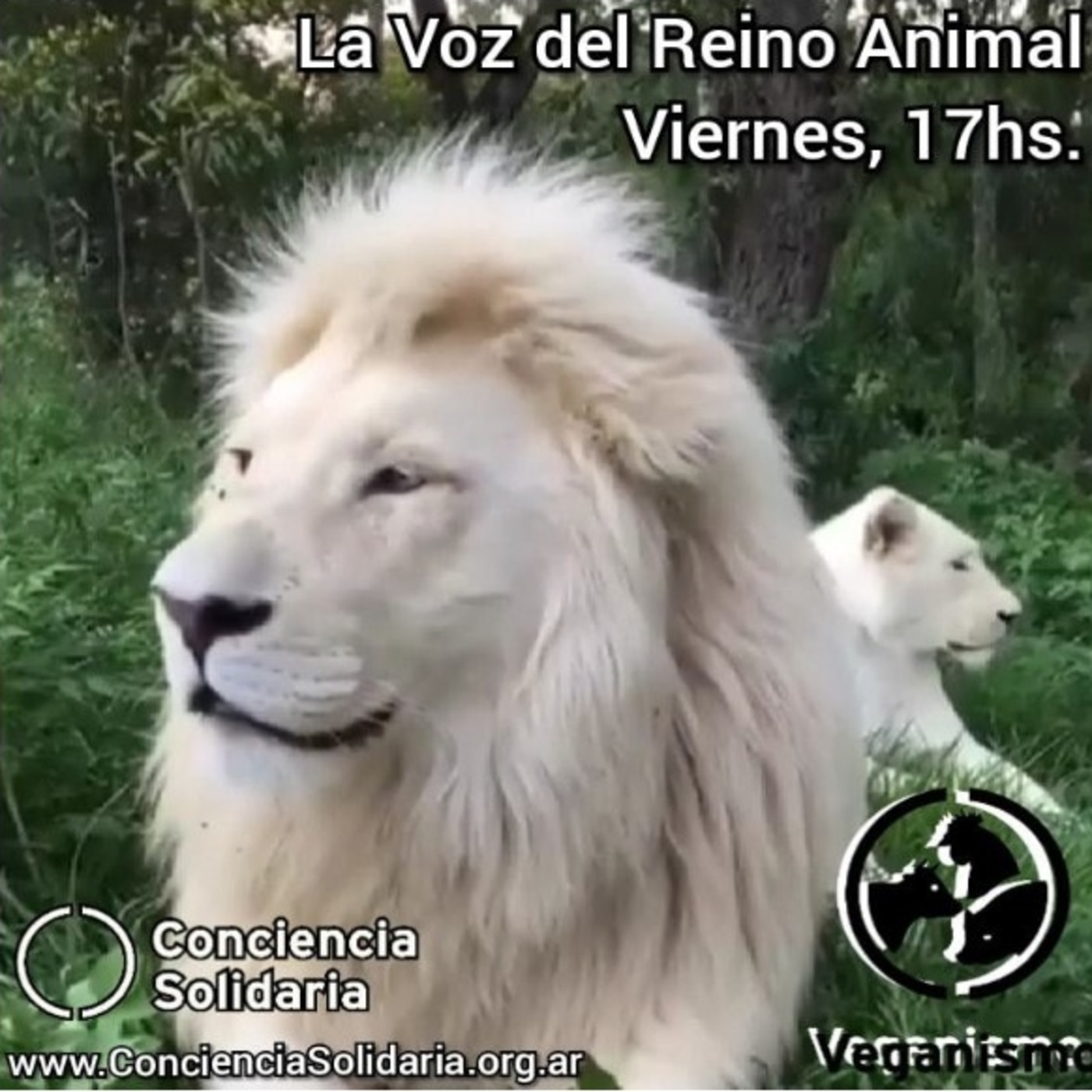 Extracto de #LaVozDelReinoAnimal 21-06-19 episode artwork
