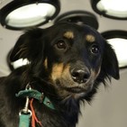 Entrevista Ciudad para las Mascotas - 21 de diciembre 2018