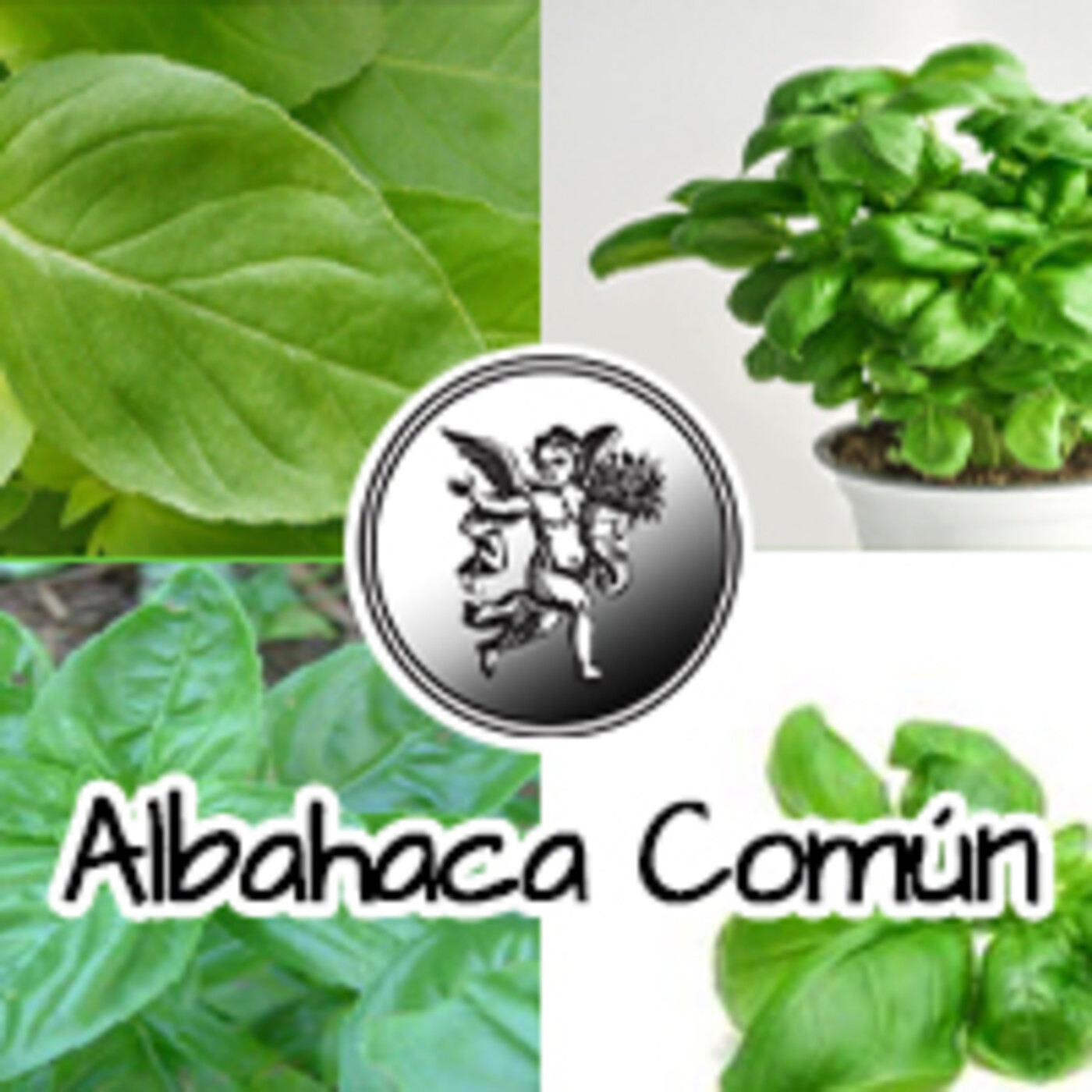 El Angel de tu Salud - ALBAHACA COMÚN I* episode artwork