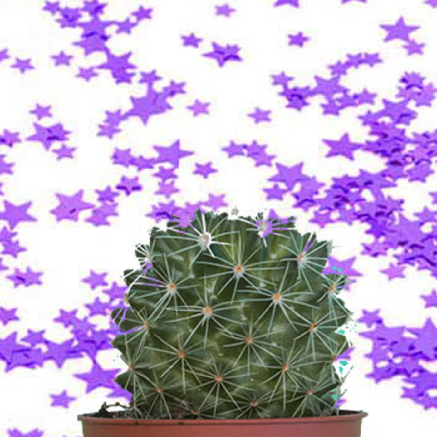 Cactus Confetti