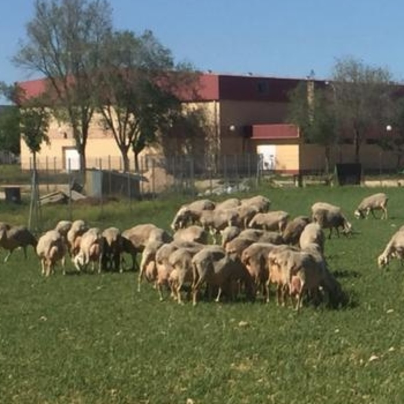 La importancia de la ganadería de ovino en la región