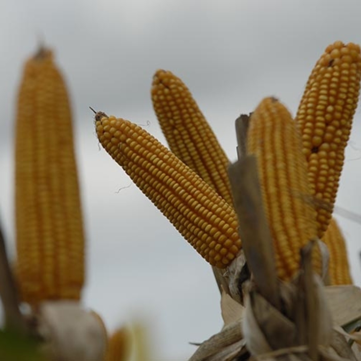 La mirada política del agro (LT3 - AM 680)