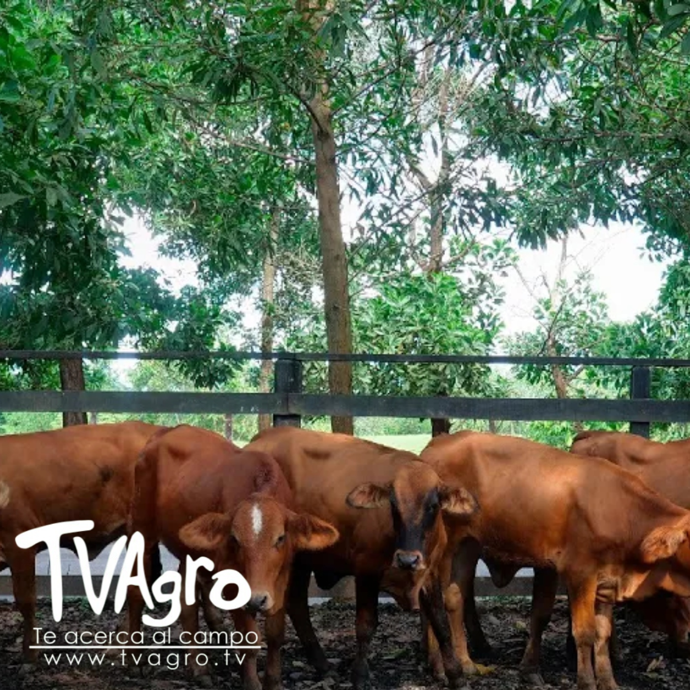 TV AGRO