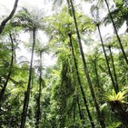 La Brújula de la Ciencia s09e40: Los bosques del Pérmico, entre los helechos y las coníferas