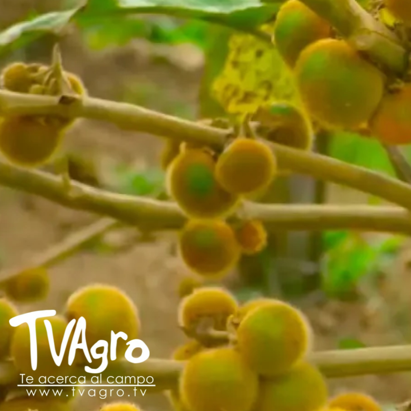 TV AGRO