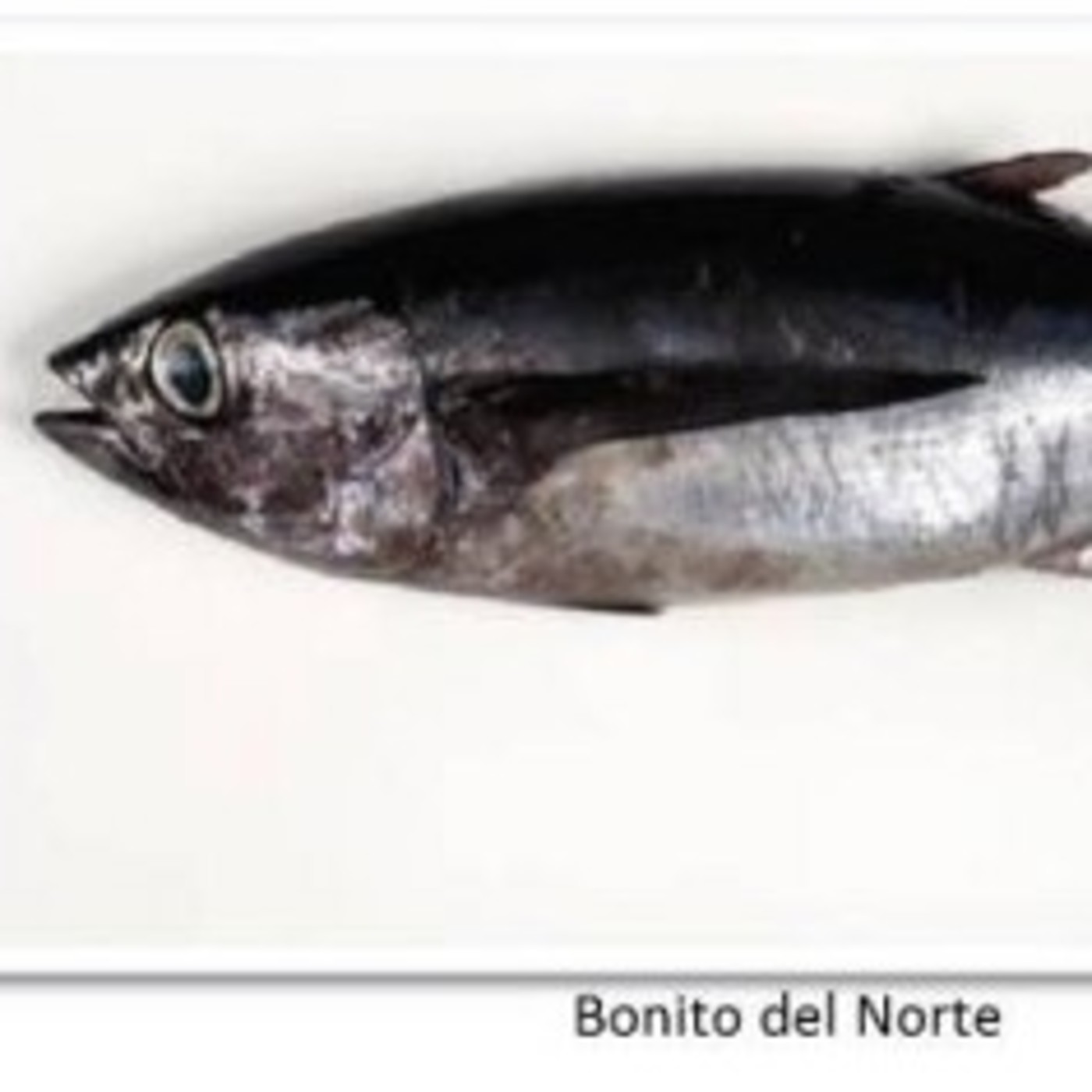 Ricardo Fuentes Atun Rojo