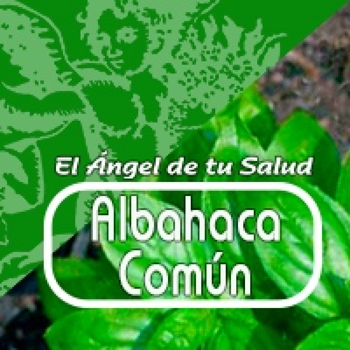 El Angel de tu Salud - ALBAHACA COMÚN*** episode artwork