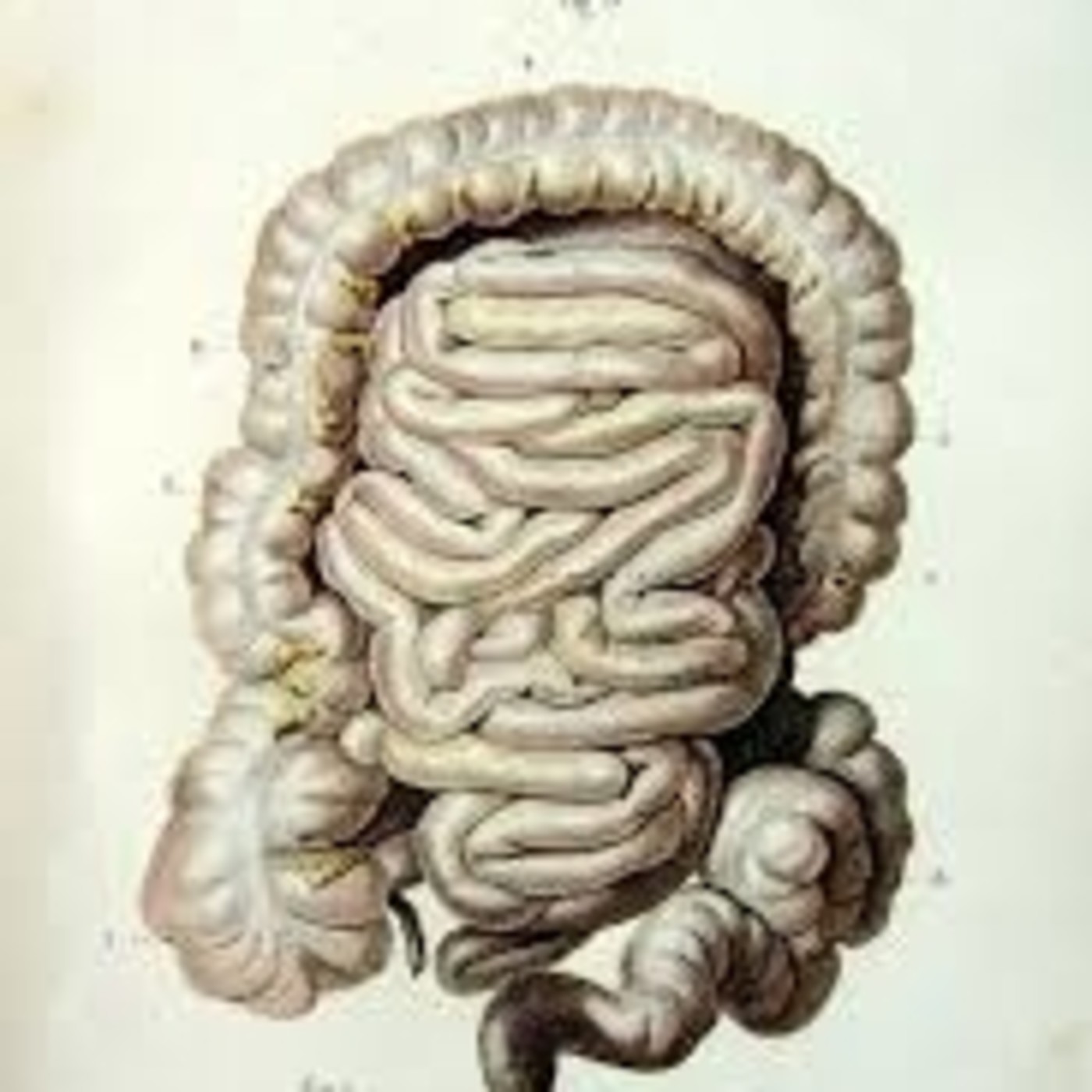 gastro 2 episode artwork