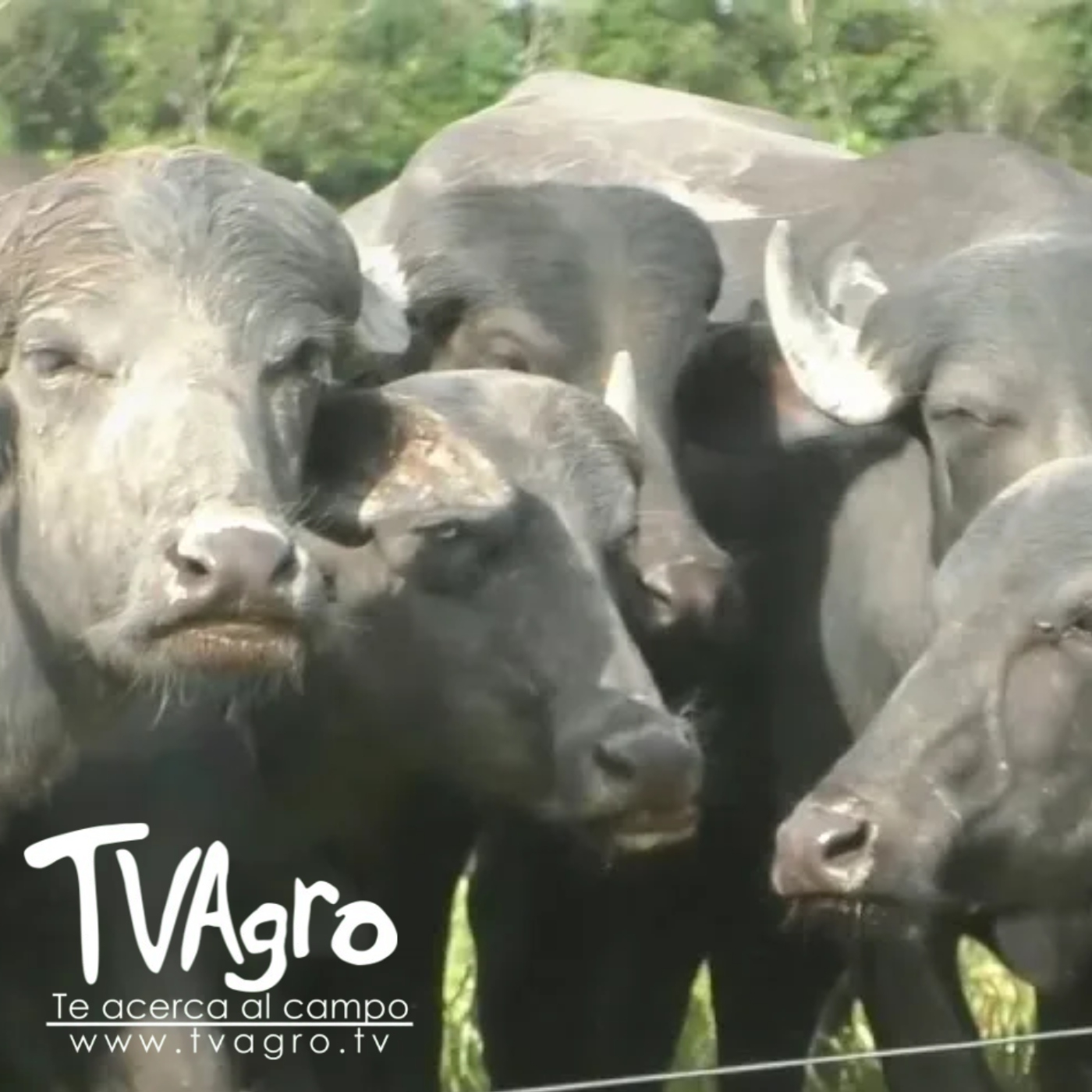 TV AGRO