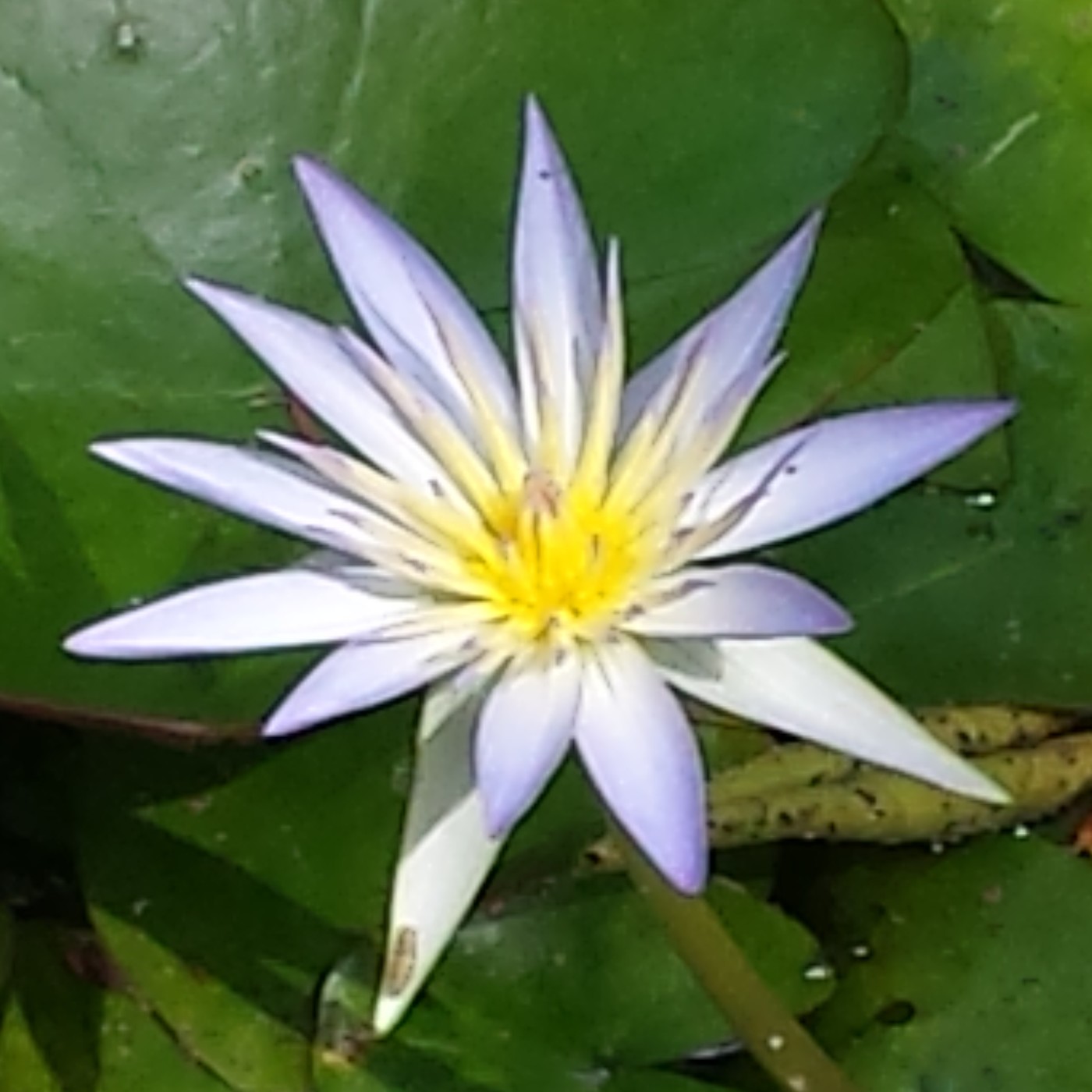 Nuestra Mente es Maravillosa