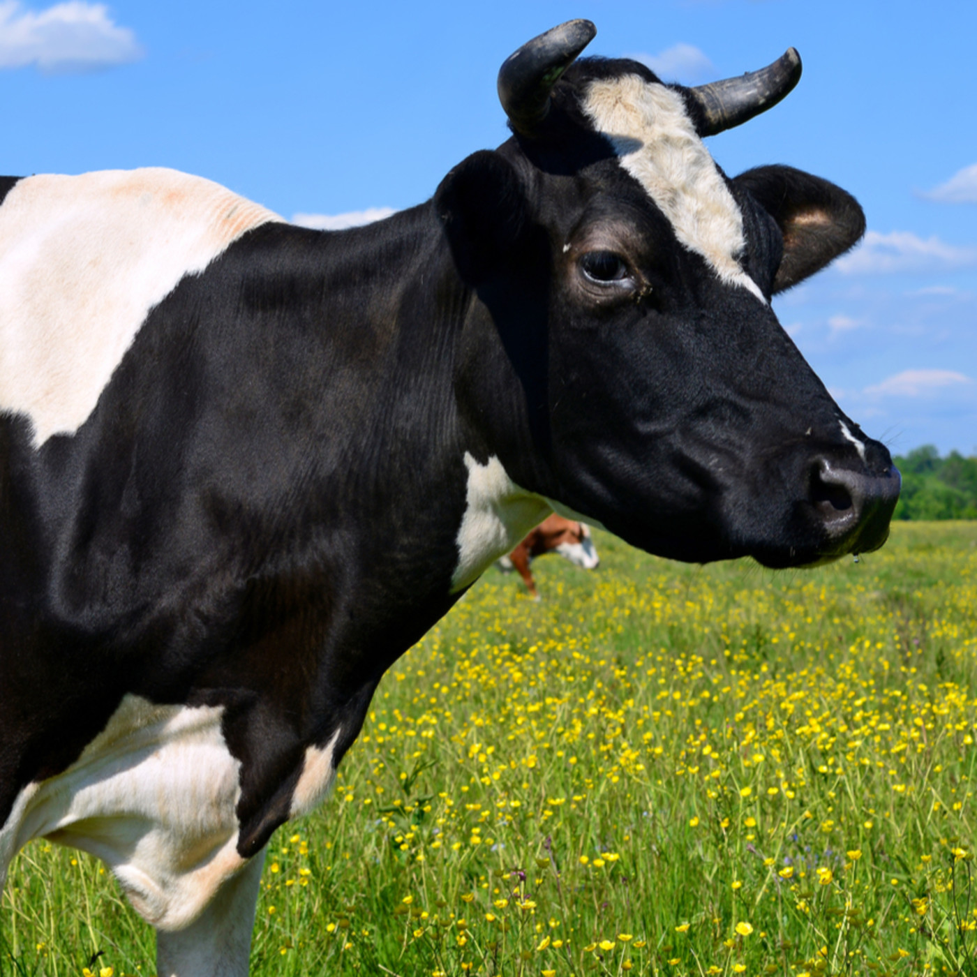 ‘Plata o Plomo’: Cowspiracy episode artwork