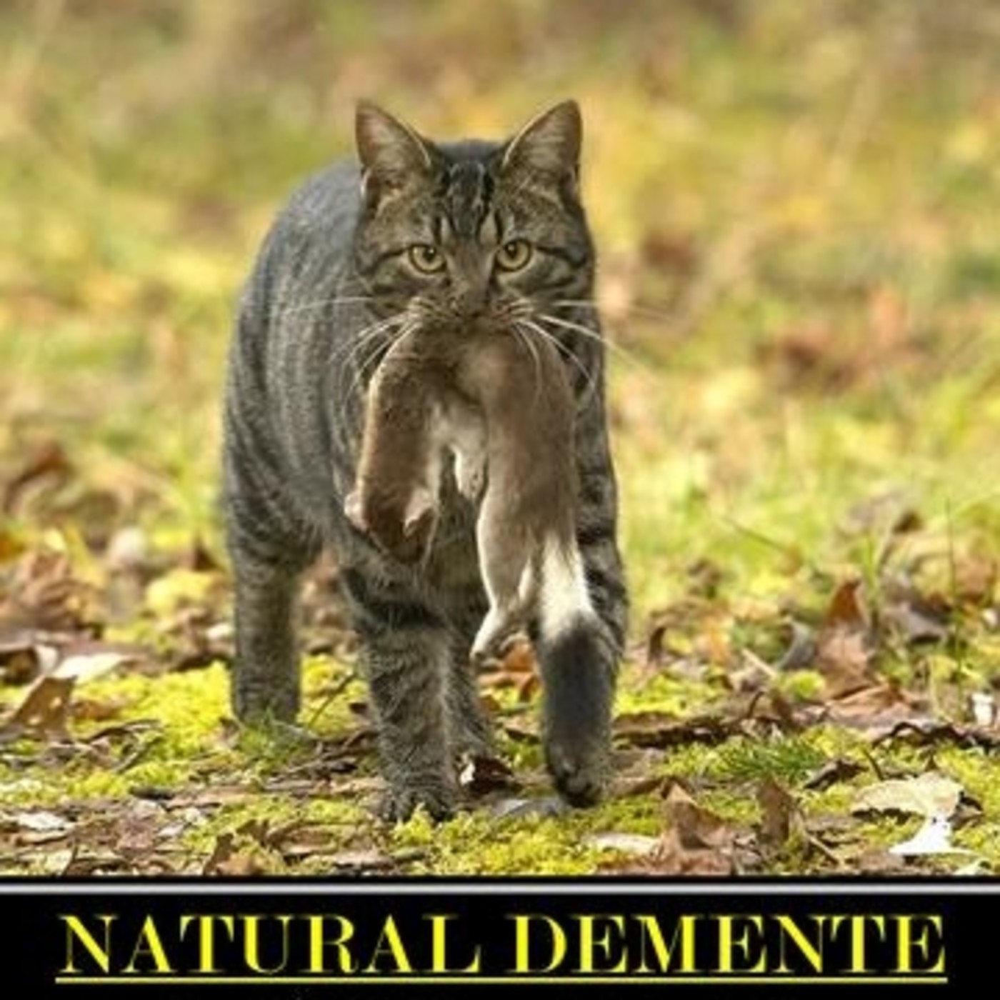 NATURAL DEMENTE
