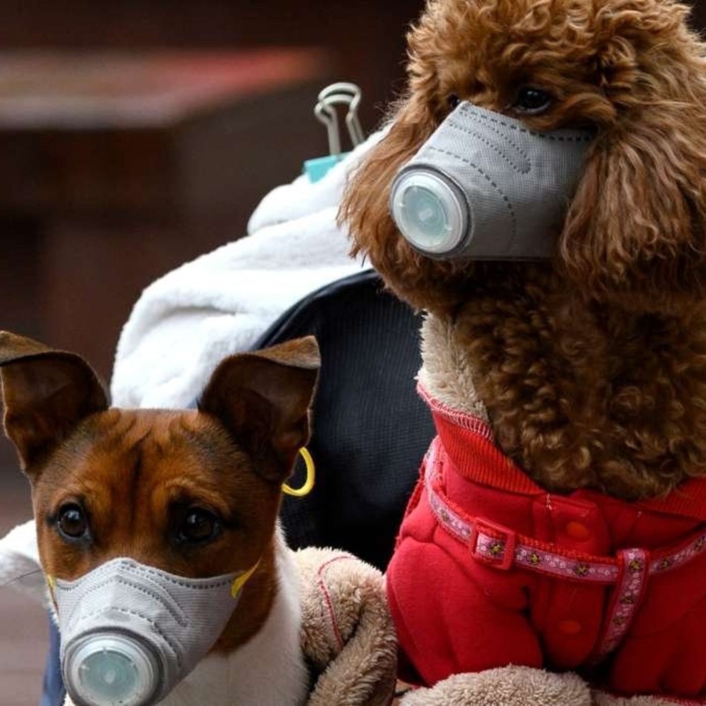 Nuestras Mascotas - Corona Virus & News