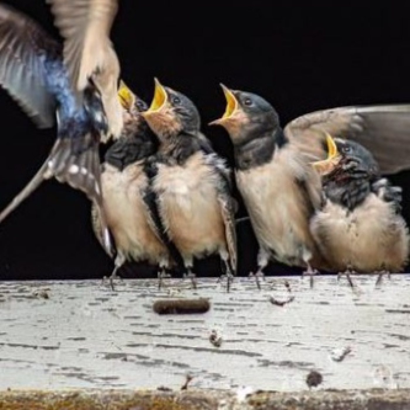 Golondrina anunciadora