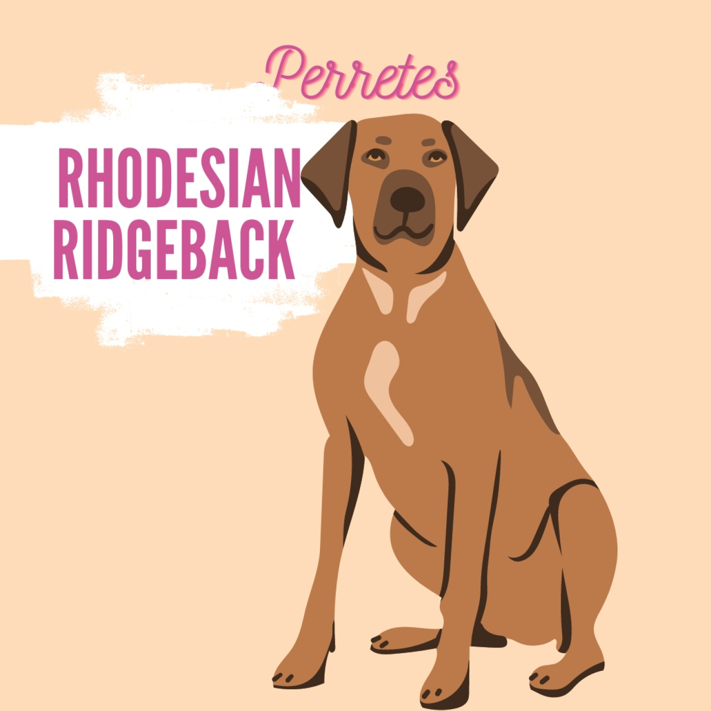 Perretes | Las razas de perros