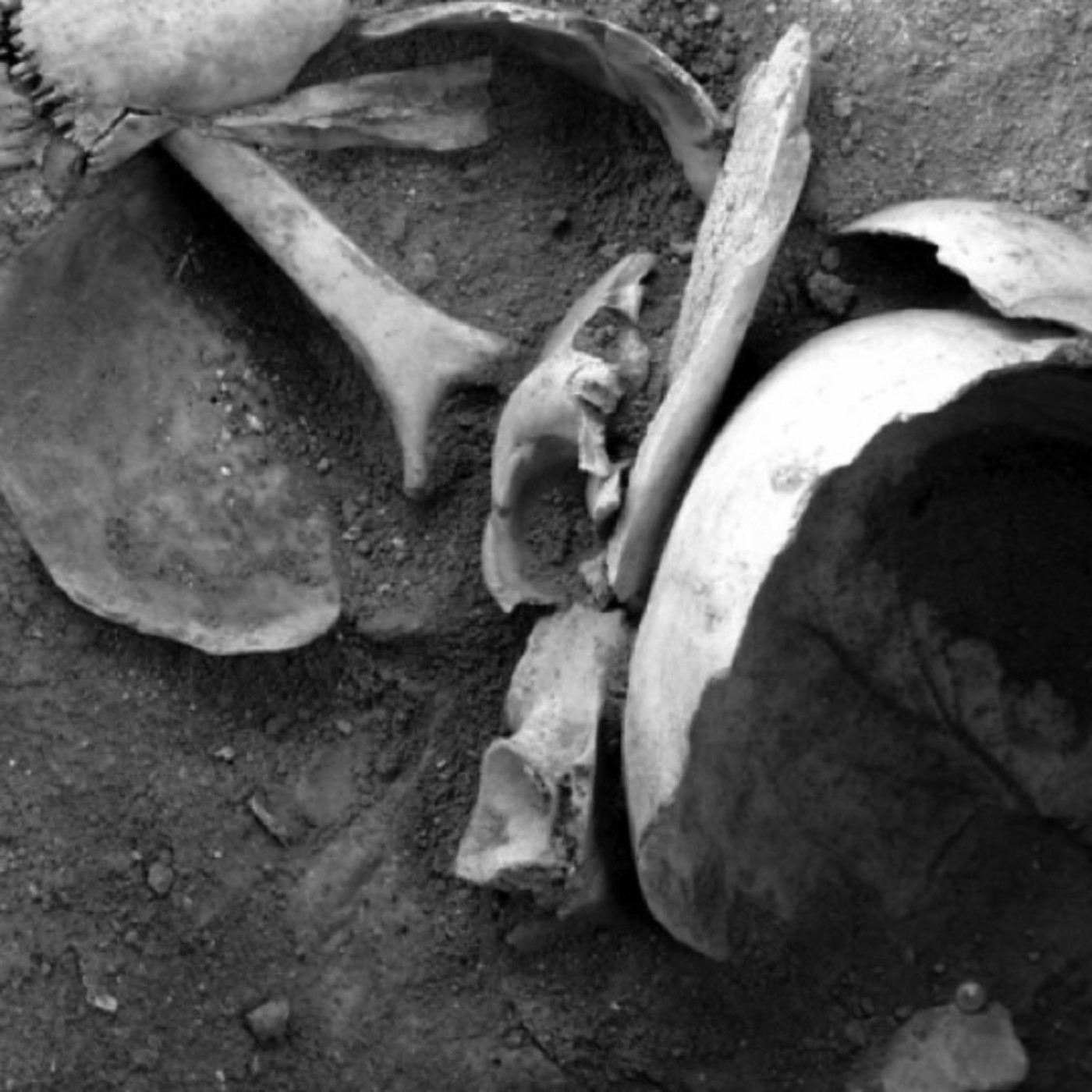 Amigos Museo Nacional de Ciencias Naturales