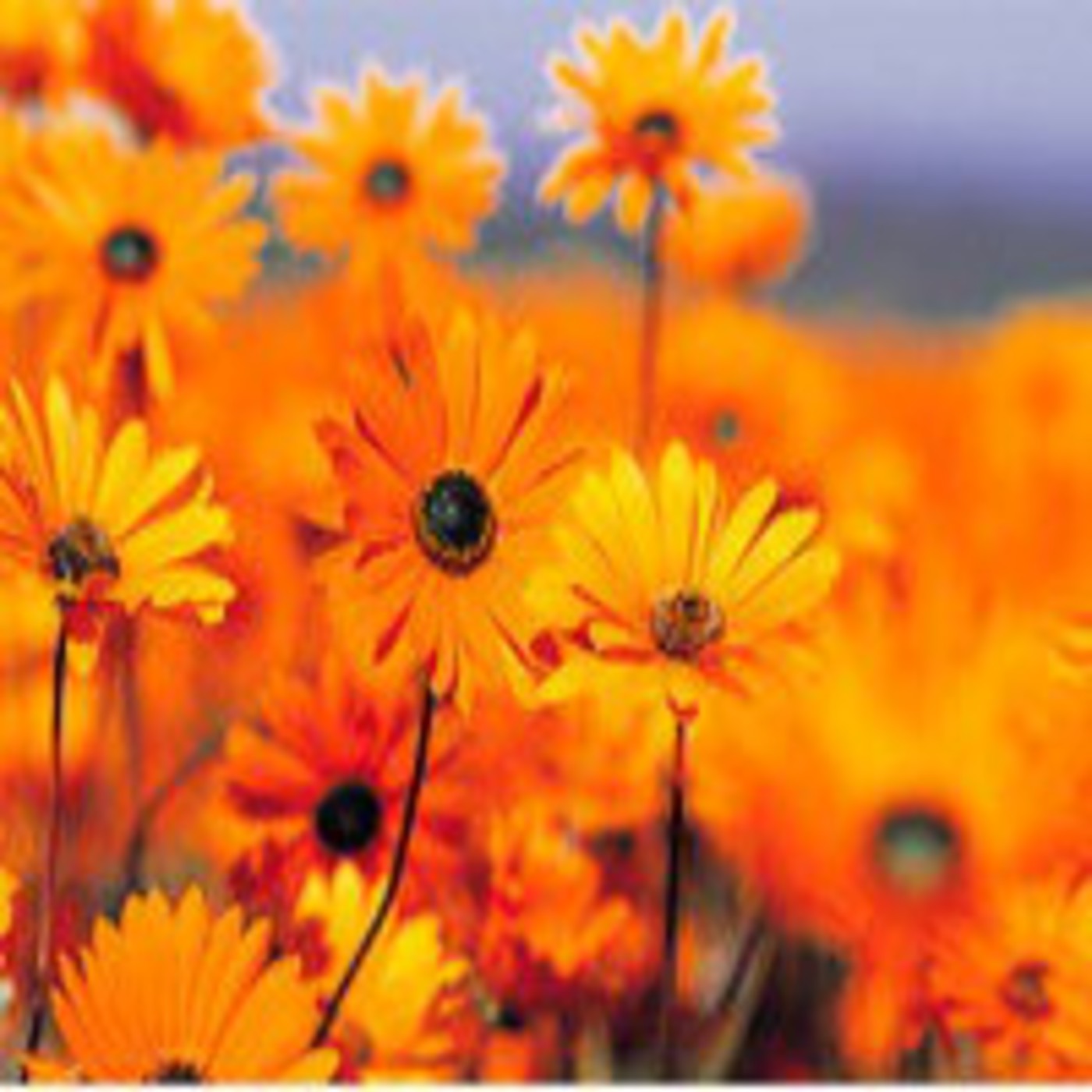 entrevista a los componentes de la orquesta Girasol episode artwork