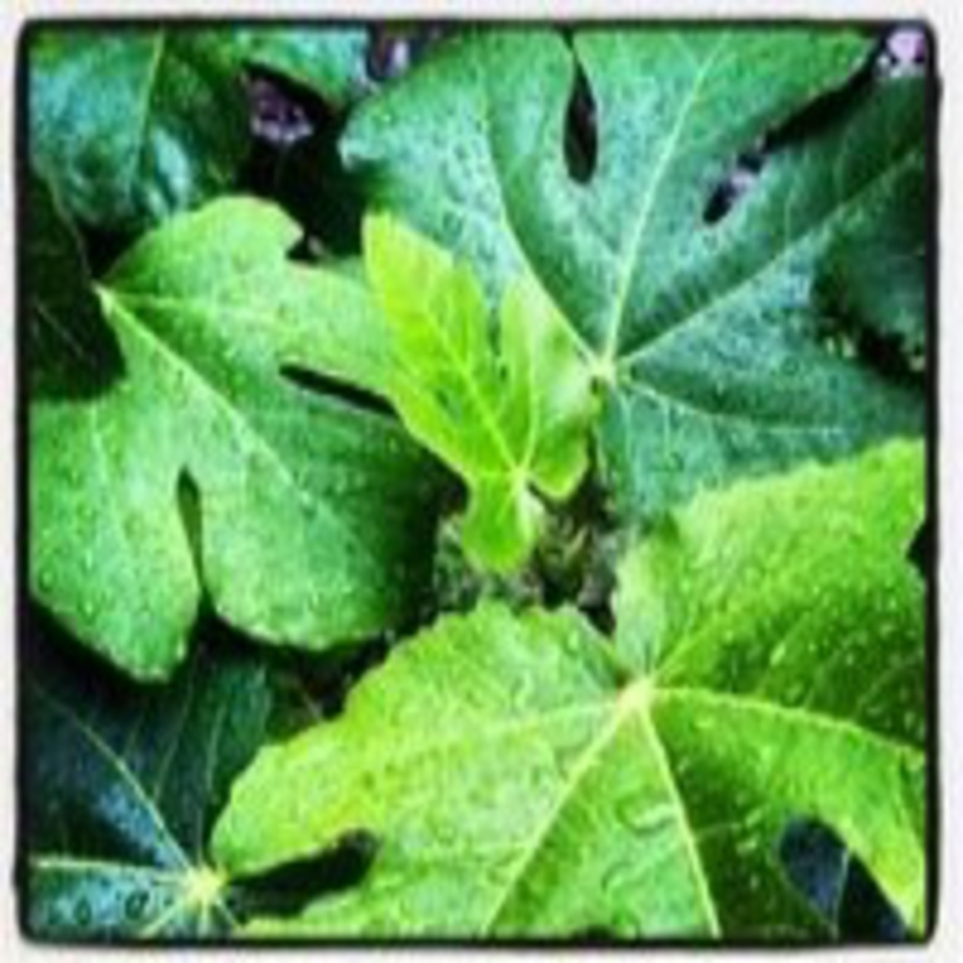 Podcast Ràdio Mistelera